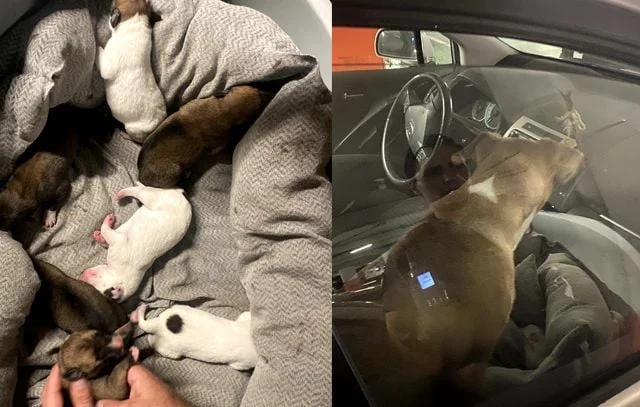 Huit chiens sauvés d'une voiture à Perpignan sous la chaleur