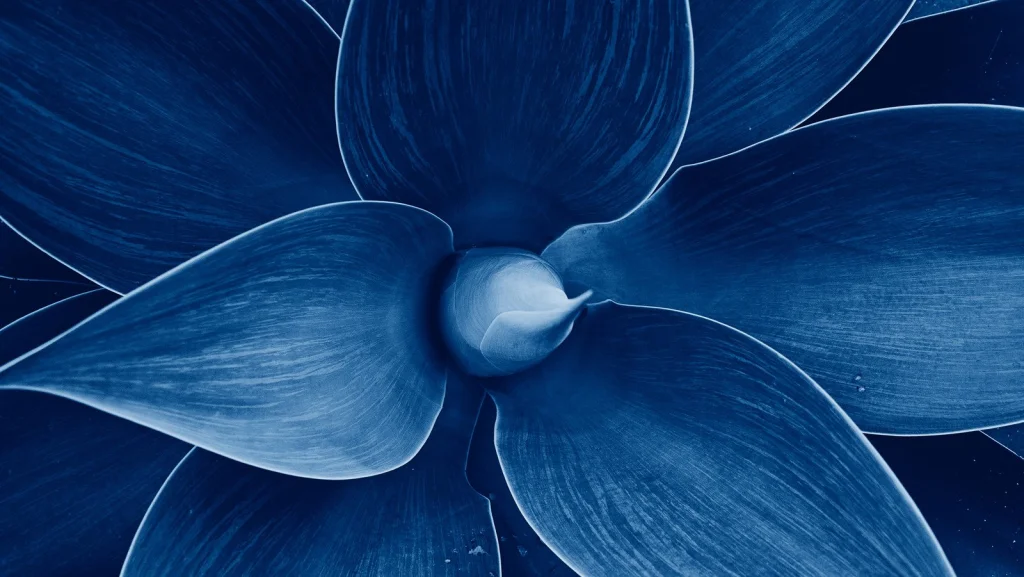 L'Agave dans la Mythologie Aztèque : Un Voyage Sacré