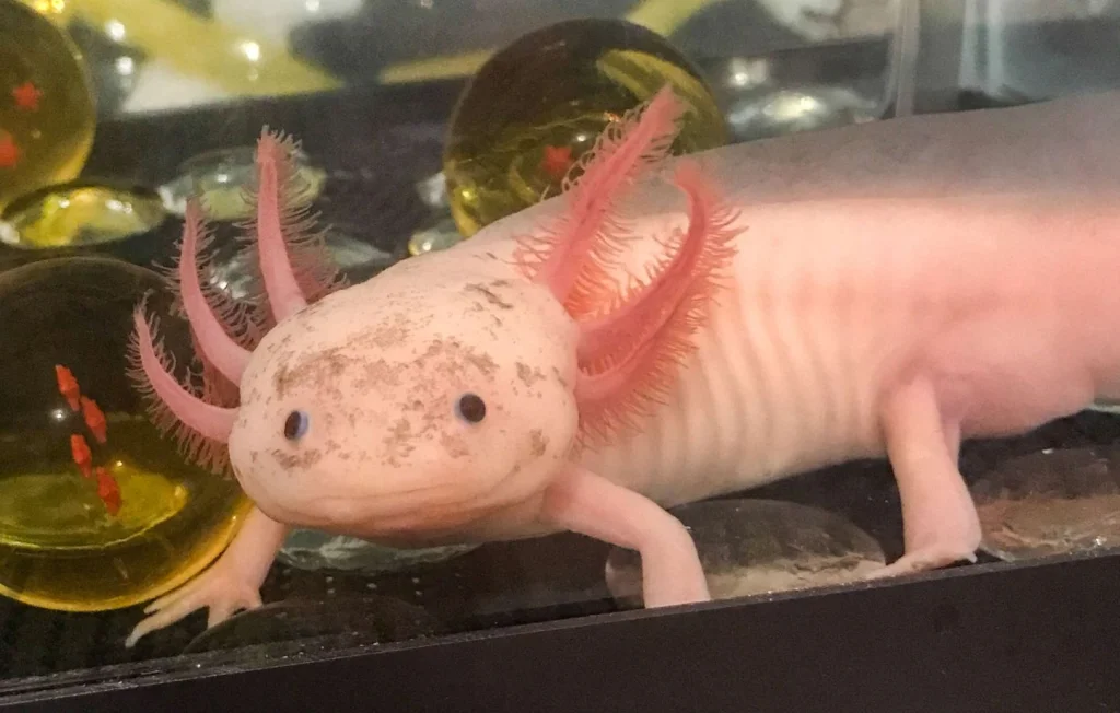 L'axolotl : Mignon mais en danger d'extinction au Mexique