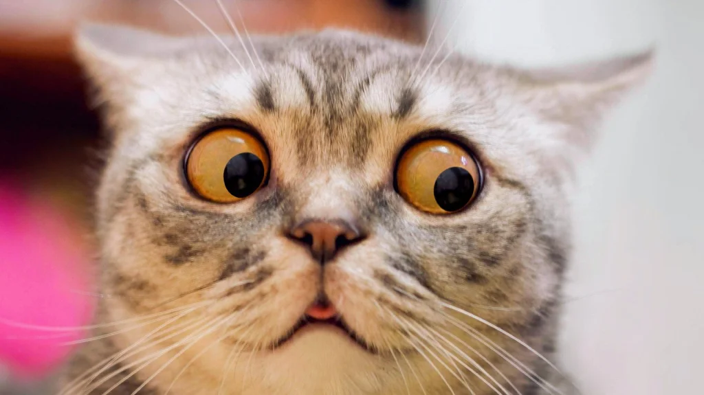 L'origine de l'expression 'les pyjamas du chat'