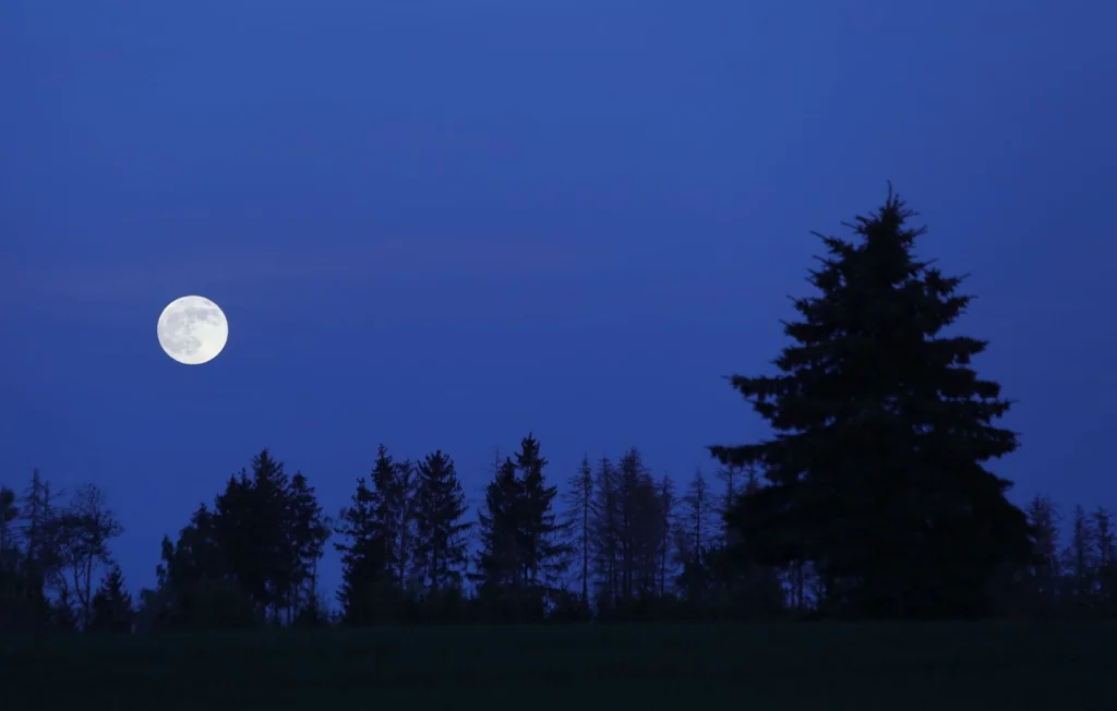 La forêt, un refuge sûr malgré la peur nocturne