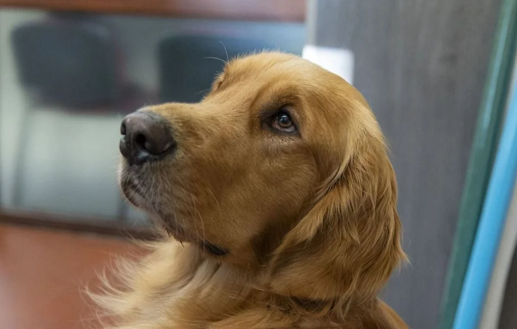 Las Vegas : Un homme ivre laisse mourir quatre chiens dans sa voiture