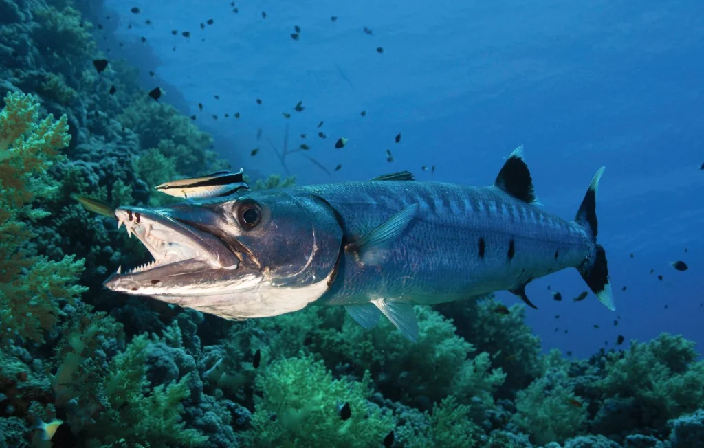 Le barracuda, poisson ultrarapide et redoutable prédateur