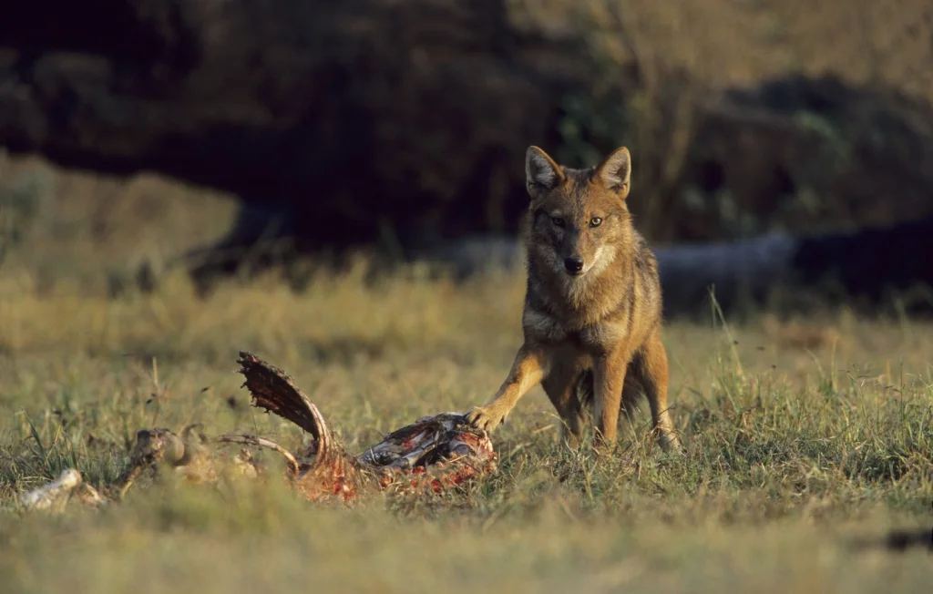 Le chacal doré étend son territoire en France