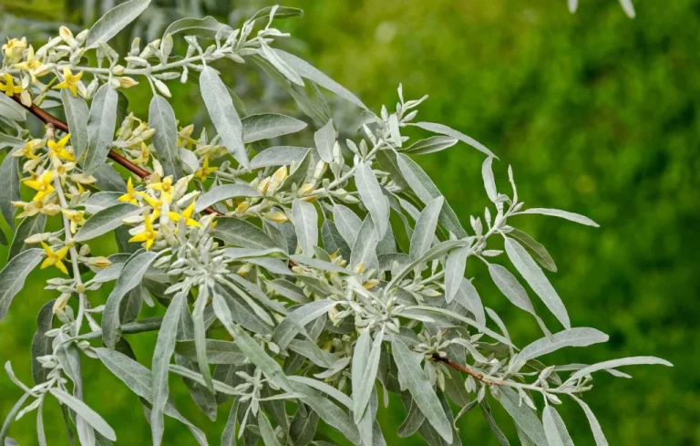 Les Plantes Médicinales : Richesse de la Nature pour notre Santé