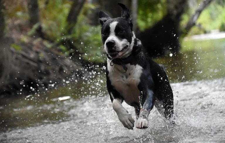Les chiens et la pollution des rivières par les traitements anti-puces