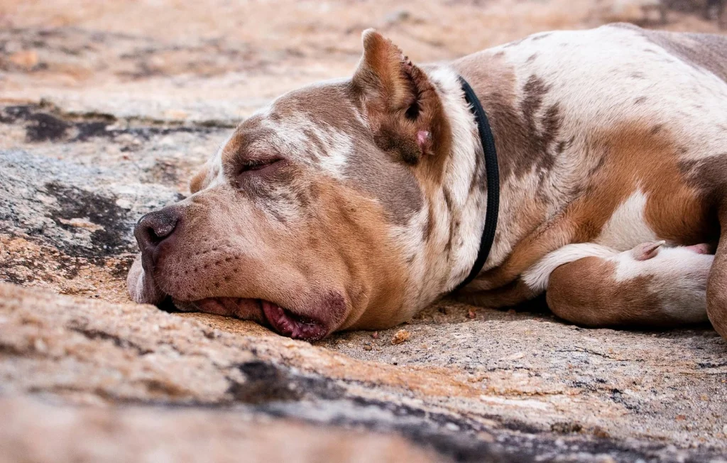 Maltraitance animale : Un homme jette sa chienne à l'eau dans le 62