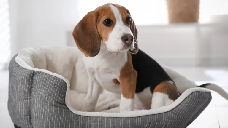 Pourquoi les chiens tournent-ils en rond avant de dormir ?