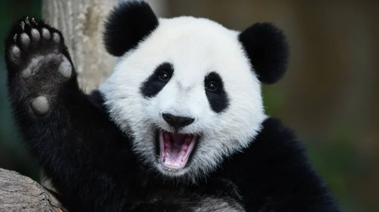 Pourquoi les pandas végétaliens sont-ils si ronds et adorables ?