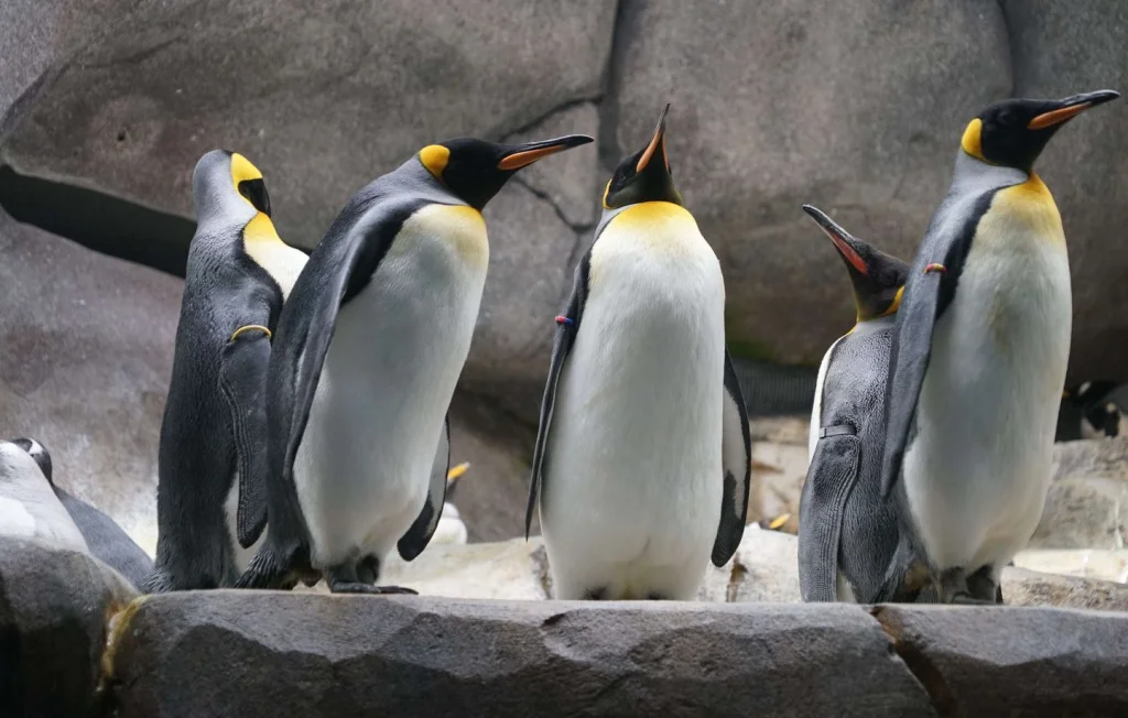 Réchauffement climatique : Manchots empereurs en danger avancé
