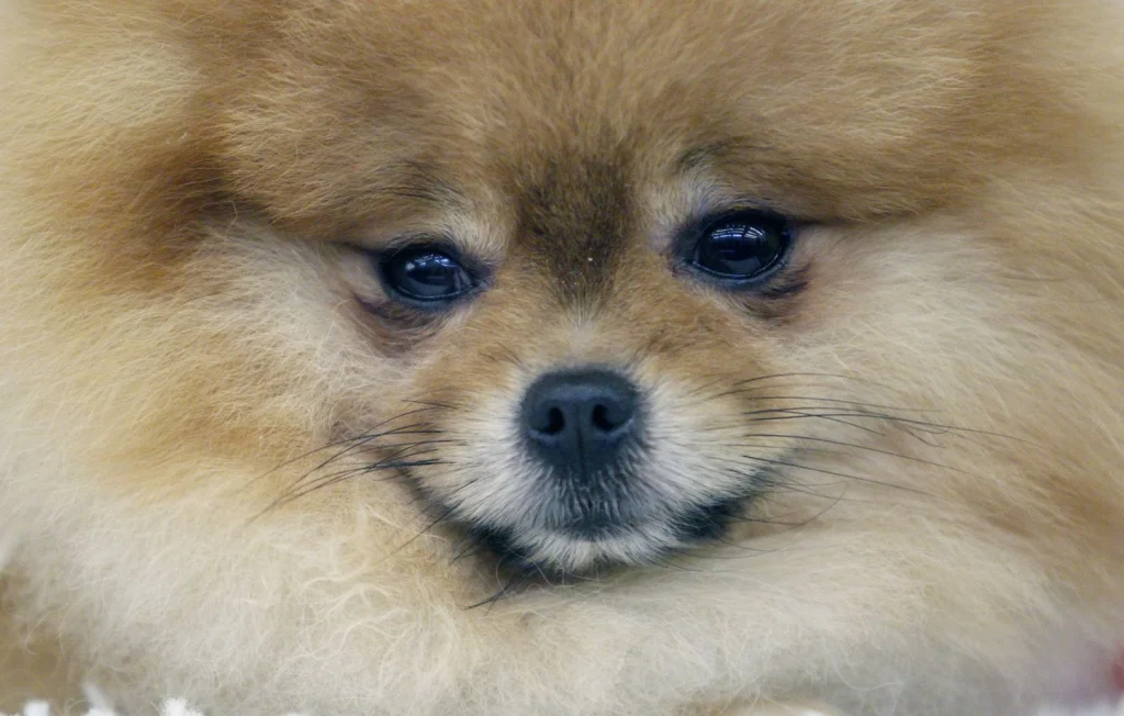 Saisie de 161 chiens Spitz dans un élevage en Gironde