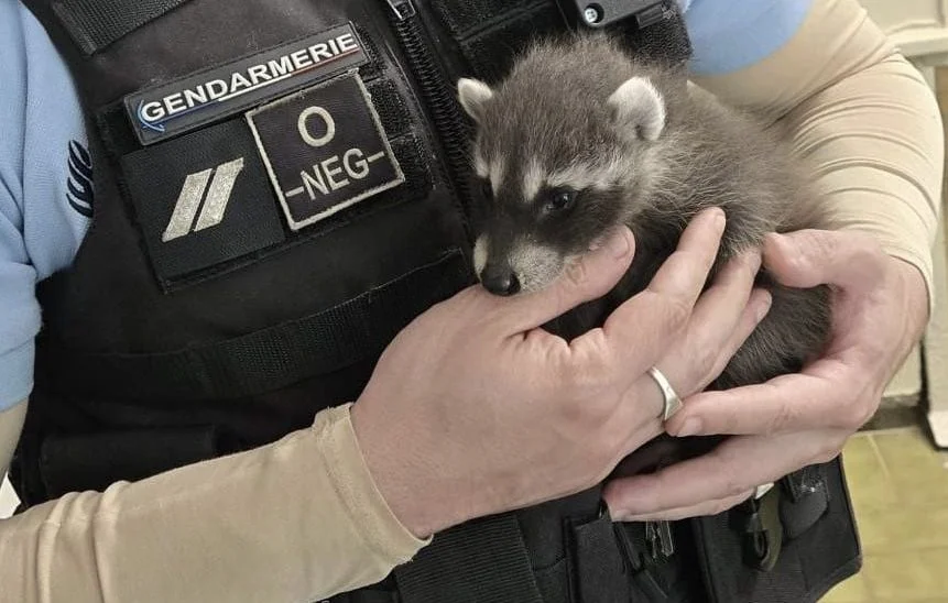 Sauvetage de bébés ratons laveurs par les gendarmes de la Marne