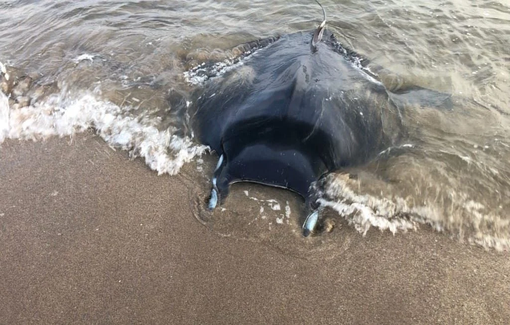 Sauvetage insolite : Maman raie et son bébé remis à la mer