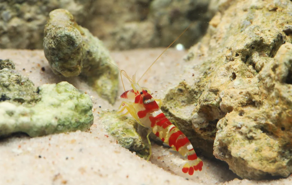 Top 4 des animaux les plus bruyants de la planète