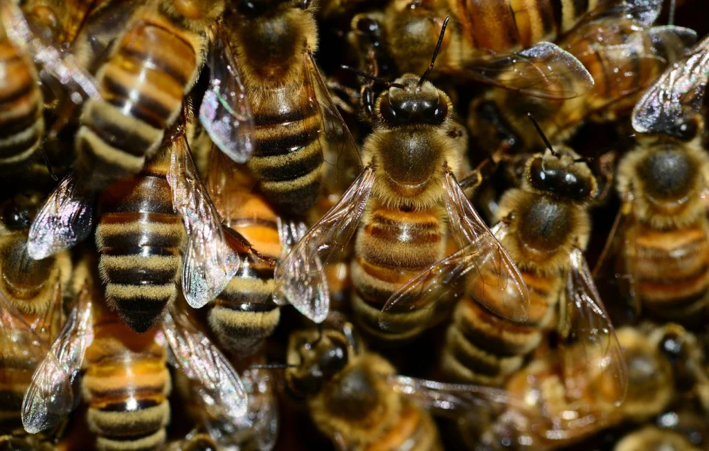Un apiculteur lâche ses abeilles sur des policiers en Espagne