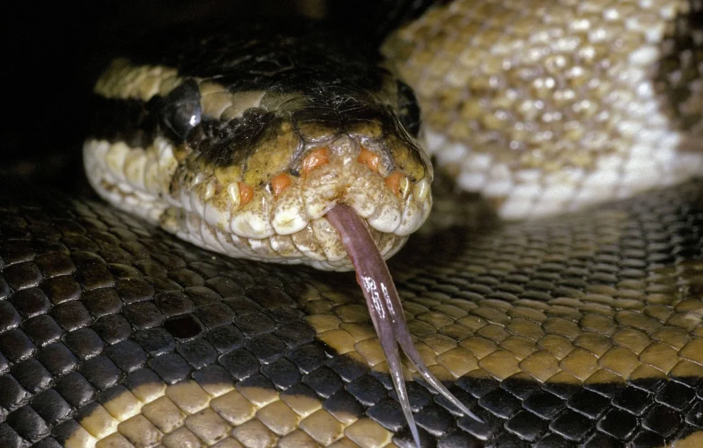 Un python royal sème la panique dans un immeuble à Grenoble