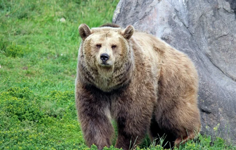 Un randonneur meurt après avoir été poussé par un ours en Grèce