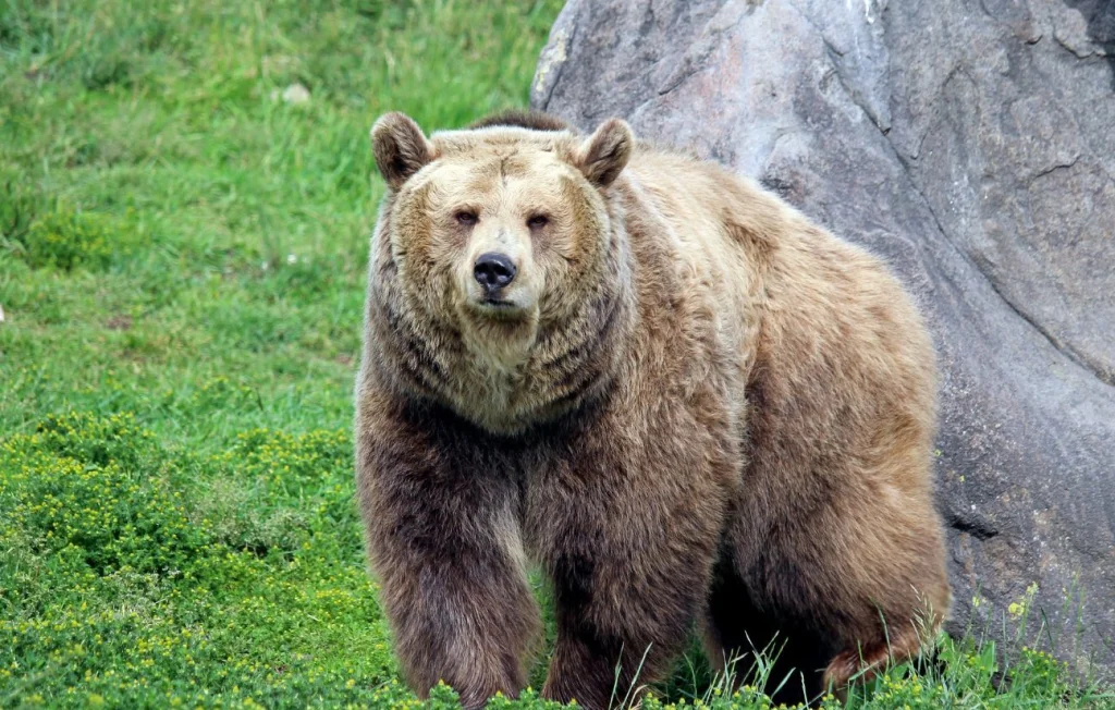 Un randonneur meurt après avoir été poussé par un ours en Grèce
