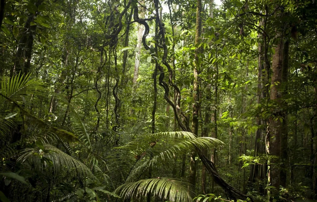 Un touriste américain meurt après ingestion d'ayahuasca au Pérou