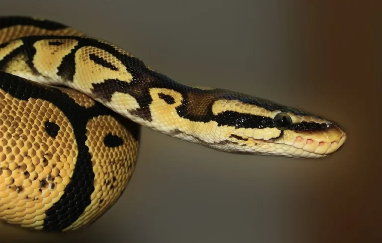 Une femme face à un python royal dans la rue à Saumur