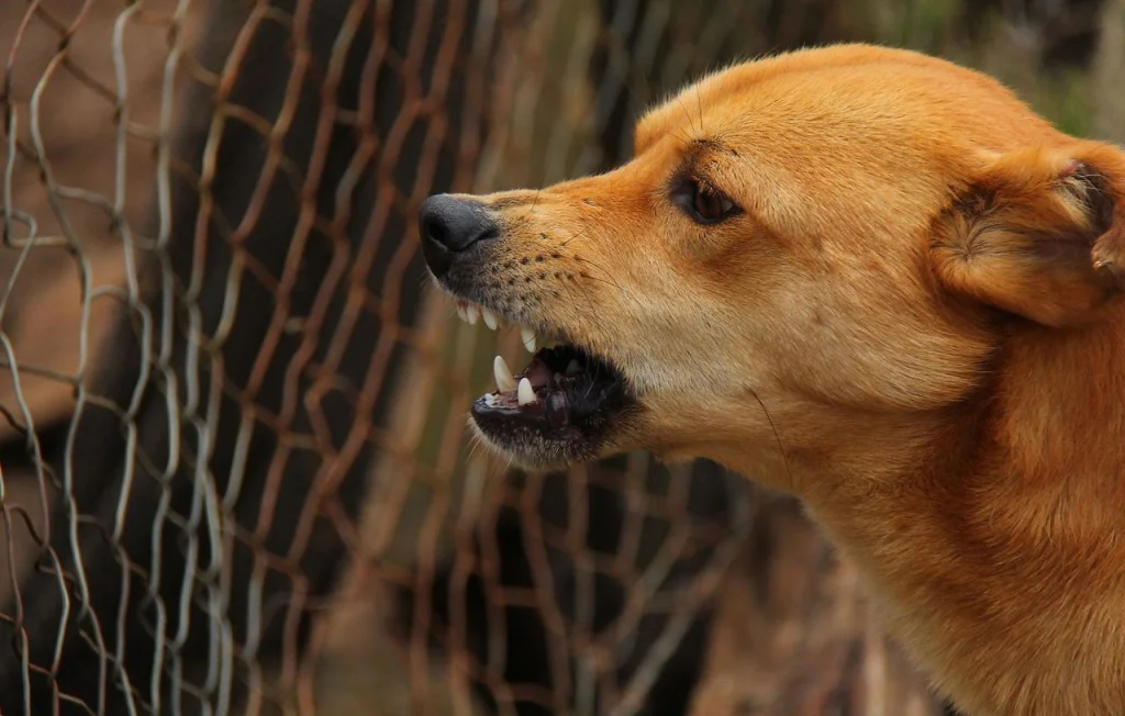 Une touriste britannique meurt de la rage après un voyage au Maroc