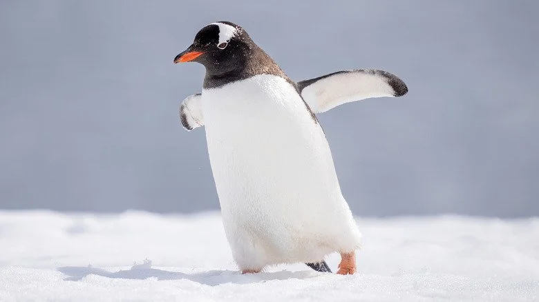 Un manchot marchant sur la glace