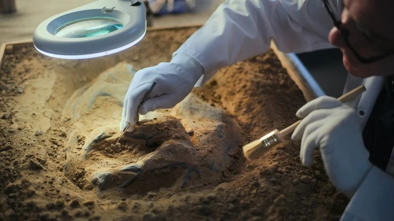 Archéologue extrayant un fossile de dinosaure