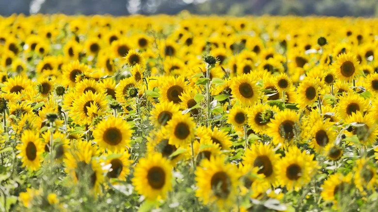 Champ de tournesols