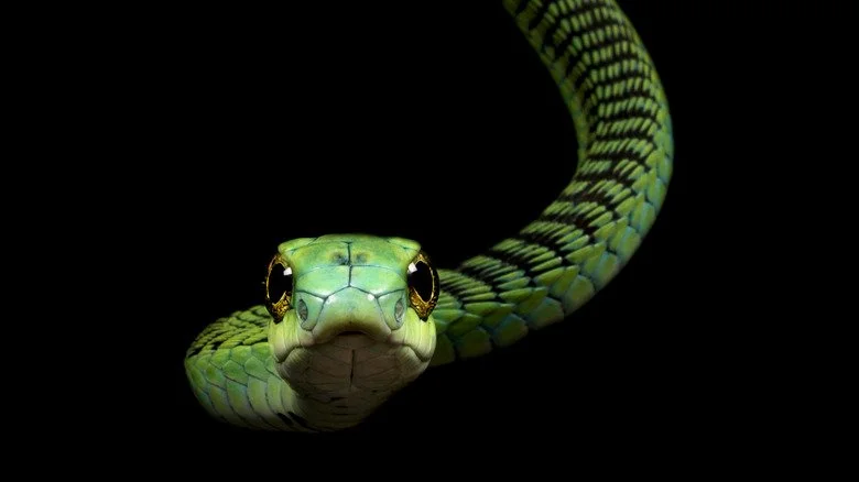 Serpent Boomslang face à la caméra