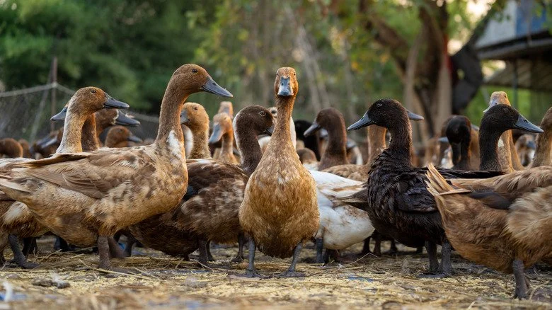Canards interdits dans les rues de Glendale, Ohio