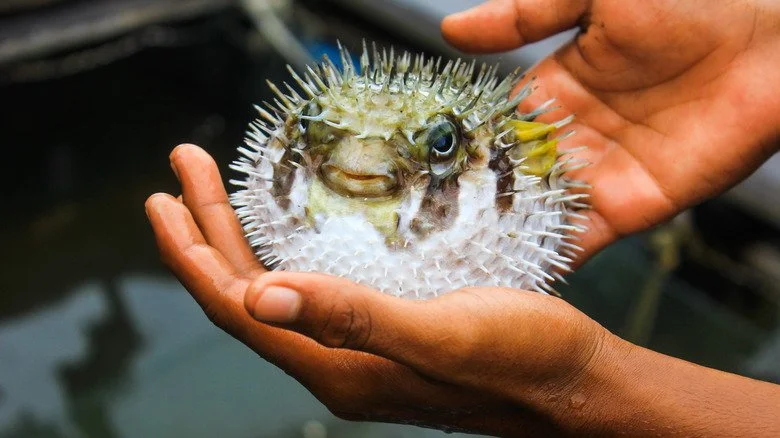 Mains tenant un poisson-lune gonflé et épineux
