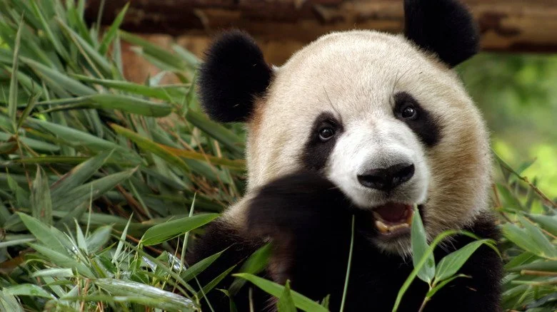 Panda géant mangeant du bambou