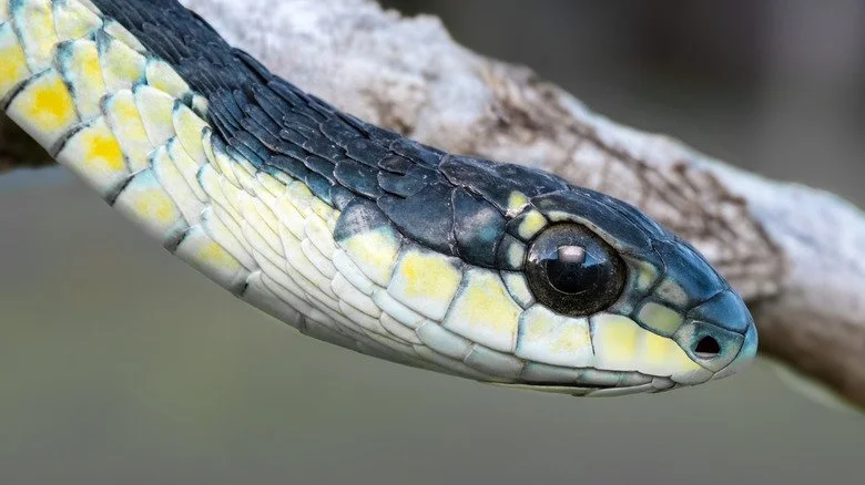 Gros plan sur un serpent boomslang