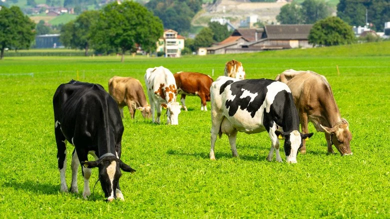 Des vaches pâturant sur une prairie