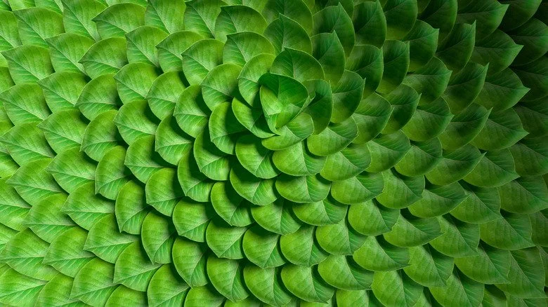 Feuilles vertes disposées en cercle
