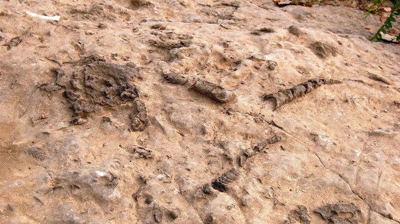 Fossiles découverts dans un parc d'État de l'Ohio