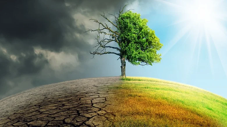 Arbre partiellement brûlé par le changement climatique