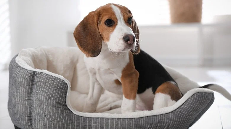 Beagle assis dans un panier pour chien