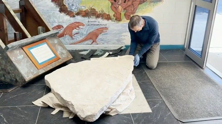Le Dr Anthony Romilio examinant un fossile de dinosaure