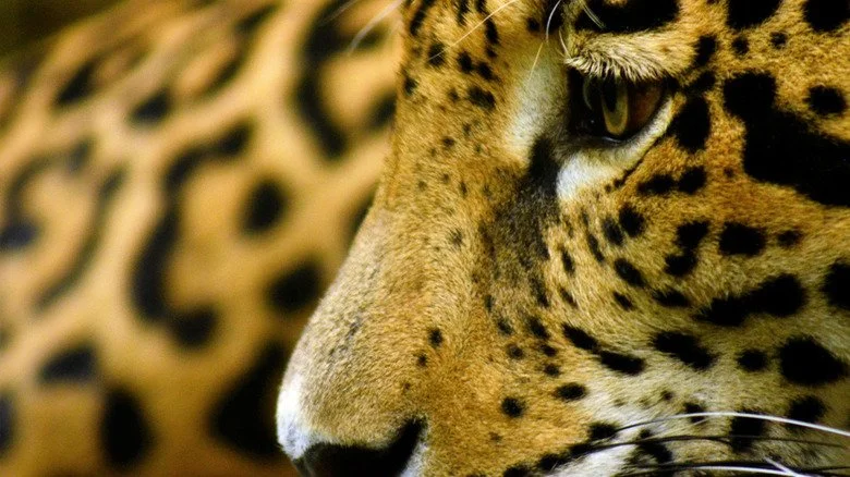 Gros plan sur un jaguar