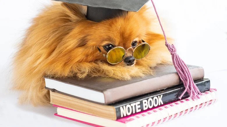 Chien assis attentif