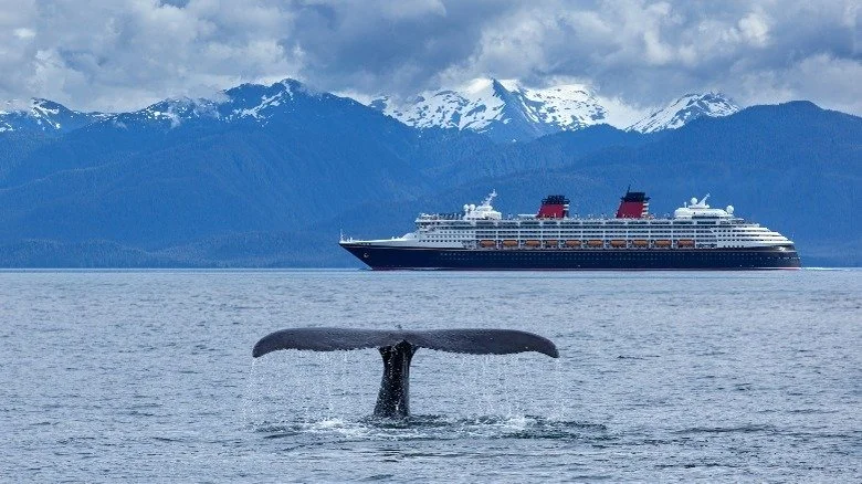 Queue de baleine devant un bateau de croisière