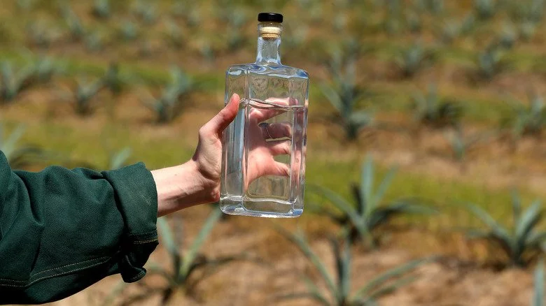 Tequila sur une plantation d'agave bleu