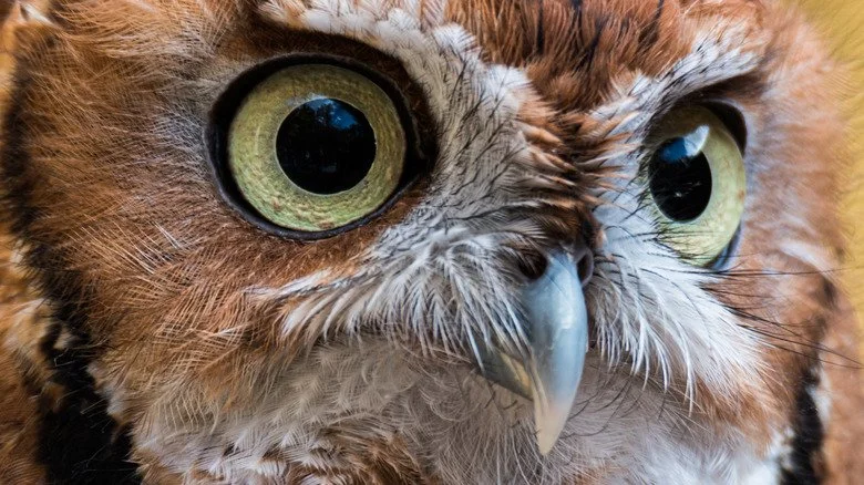 Chouette effraie aux yeux écarquillés