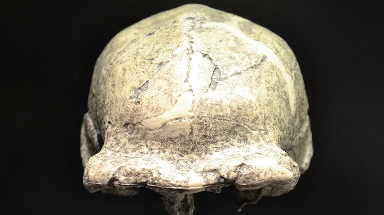 Reproduction du crâne de l'Homme de Pékin découvert