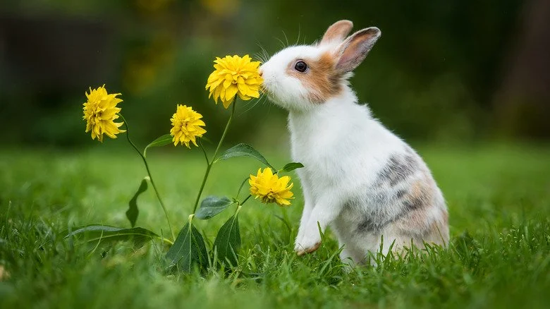 Lapin sentant des fleurs