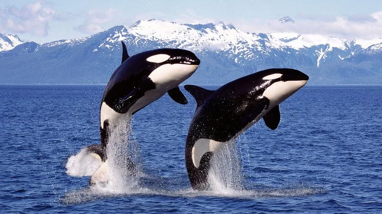 Baleines interdites à Perrysburg, Ohio