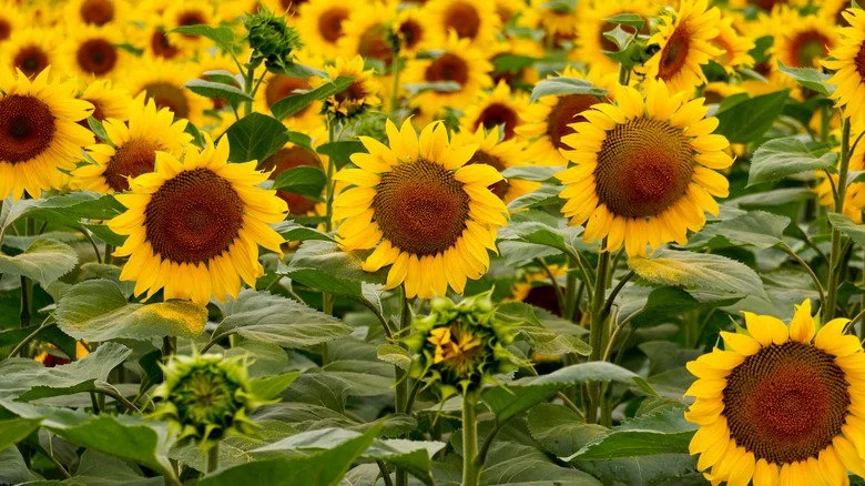 Champ de tournesols