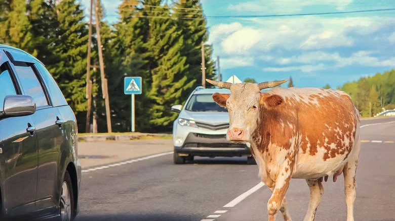 Vache traversant la route au Wisconsin