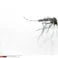 Moustique tigre Aedes albopictus